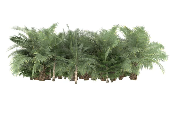 Tropical forest isolated on white background. 3d rendering - illustration