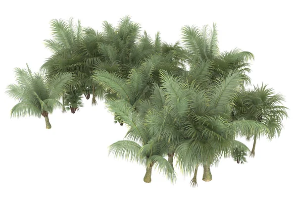 Tropical forest isolated on white background. 3d rendering - illustration