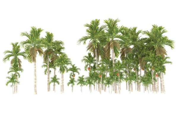 Tropical forest isolated on white background. 3d rendering - illustration