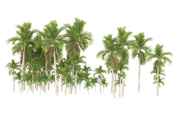 Tropical forest isolated on white background. 3d rendering - illustration