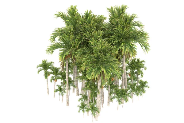 stock image Tropical forest isolated on white background. 3d rendering - illustration