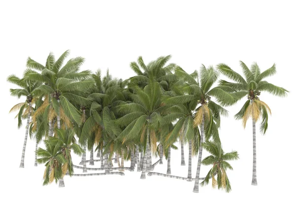 Tropical forest isolated on white background. 3d rendering - illustration