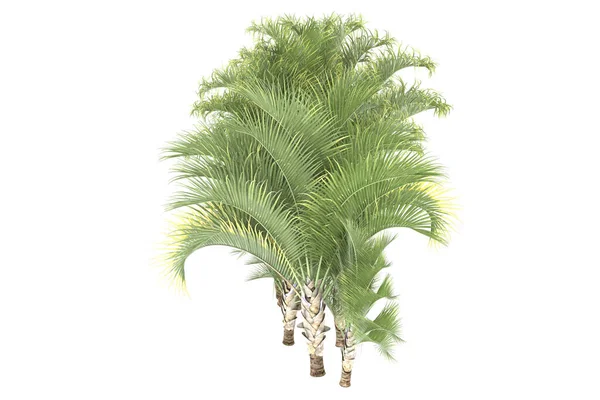 Tropical forest isolated on white background. 3d rendering - illustration