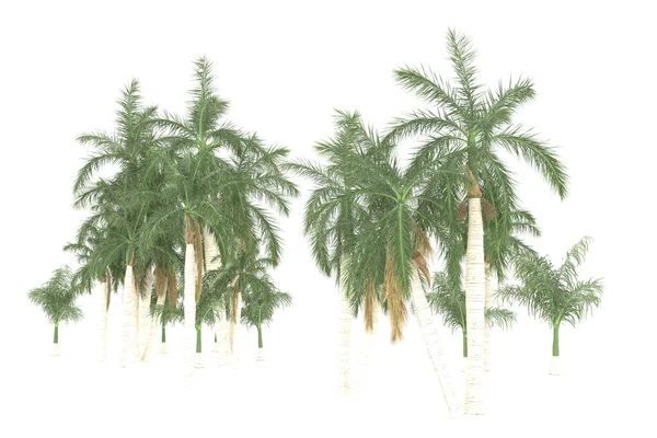 Tropical forest isolated on white background. 3d rendering - illustration