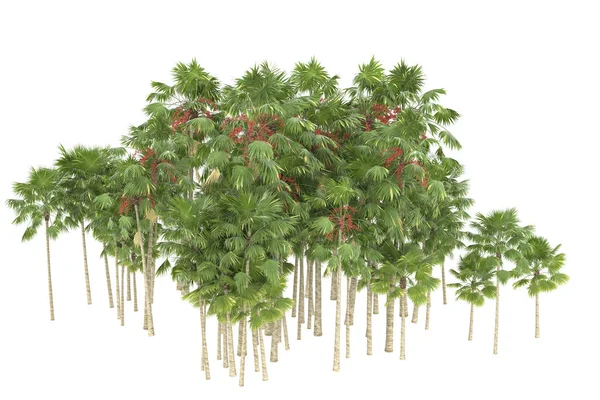 Tropical forest isolated on white background. 3d rendering - illustration