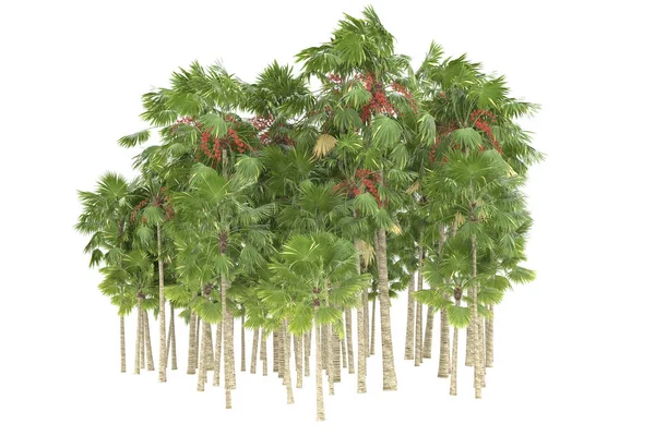 Tropical forest isolated on white background. 3d rendering - illustration