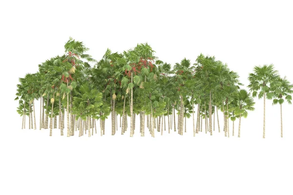 Tropical forest isolated on white background. 3d rendering - illustration