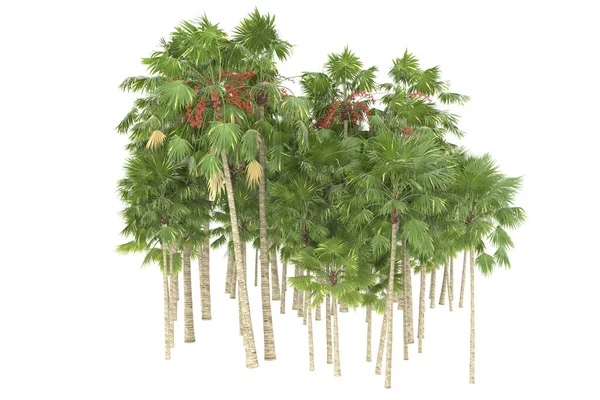 Tropical forest isolated on white background. 3d rendering - illustration