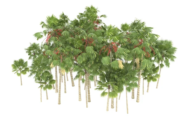 Tropical forest isolated on white background. 3d rendering - illustration