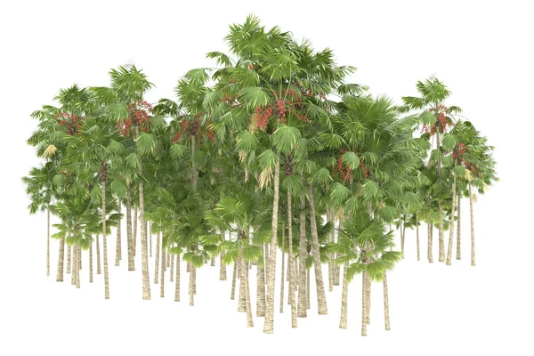 Tropical forest isolated on white background. 3d rendering - illustration