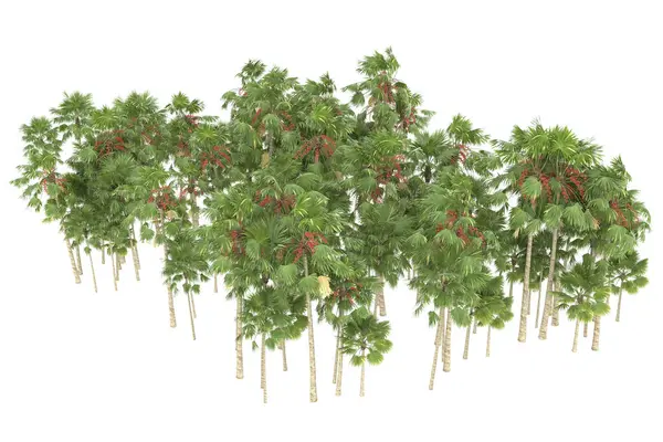 Tropical forest isolated on white background. 3d rendering - illustration