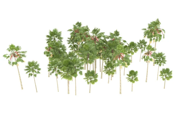 Tropical forest isolated on white background. 3d rendering - illustration