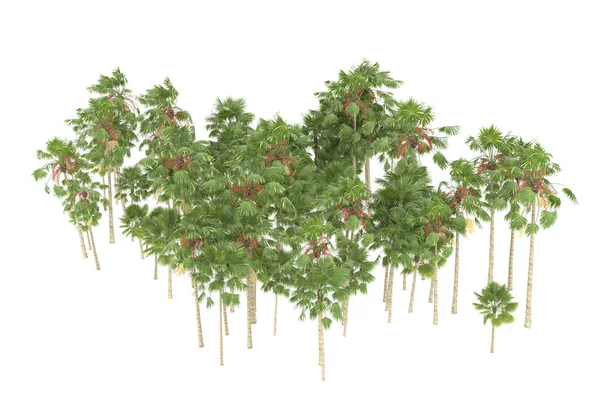 Tropical forest isolated on white background. 3d rendering - illustration