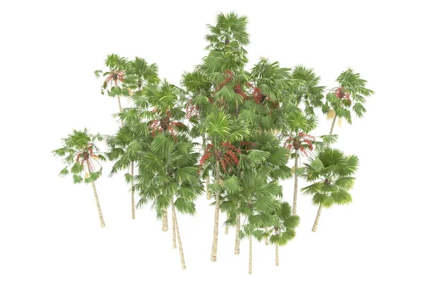 Tropical forest isolated on white background. 3d rendering - illustration