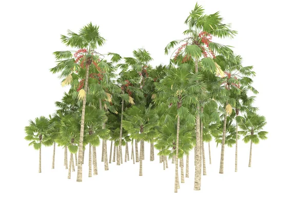 Tropical forest isolated on white background. 3d rendering - illustration