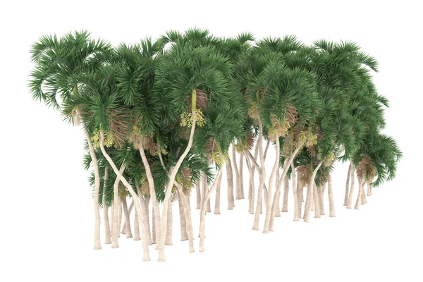 Tropical forest isolated on white background. 3d rendering - illustration
