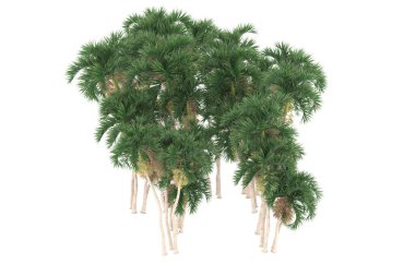 Tropical forest isolated on white background. 3d rendering - illustration