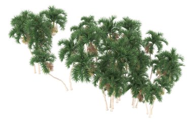 Tropical forest isolated on white background. 3d rendering - illustration