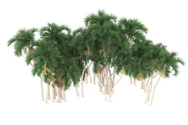 Tropical forest isolated on white background. 3d rendering - illustration