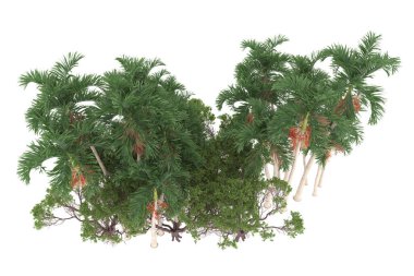 Tropical forest isolated on white background. 3d rendering - illustration
