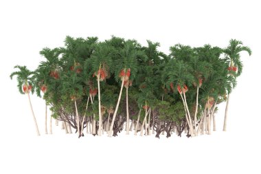 Tropical forest isolated on white background. 3d rendering - illustration