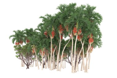 Tropical forest isolated on white background. 3d rendering - illustration