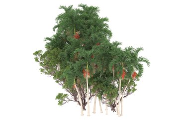 Tropical forest isolated on white background. 3d rendering - illustration