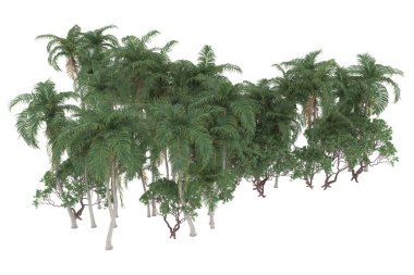 Tropical forest isolated on white background. 3d rendering - illustration