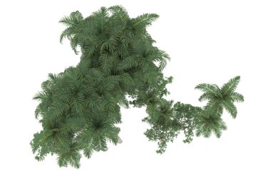 Tropical forest isolated on white background. 3d rendering - illustration