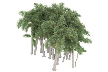 Tropical forest isolated on white background. 3d rendering - illustration