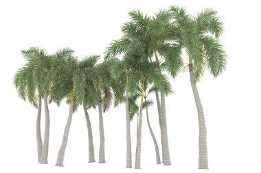 Tropical forest isolated on white background. 3d rendering - illustration