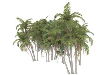 Tropical forest isolated on white background. 3d rendering - illustration