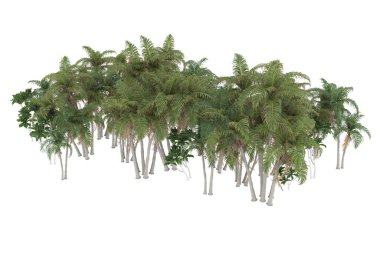 Tropical forest isolated on white background. 3d rendering - illustration