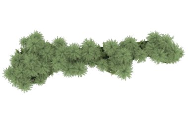 Tropical forest isolated on white background. 3d rendering - illustration