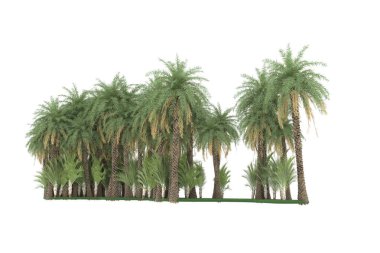 Tropical forest isolated on white background. 3d rendering - illustration