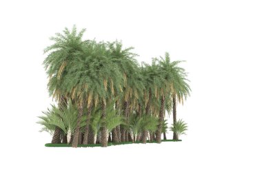 Tropical forest isolated on white background. 3d rendering - illustration