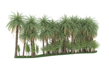 Tropical forest isolated on white background. 3d rendering - illustration