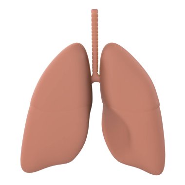 Beyaz arka planda insan organı