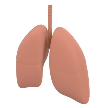 Beyaz arka planda insan organı