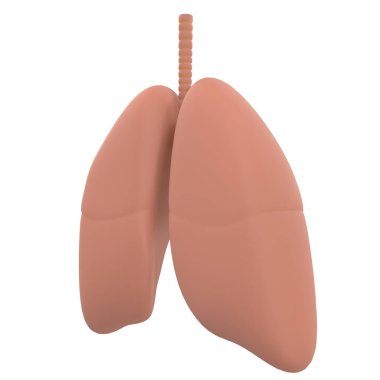 Beyaz arka planda insan organı