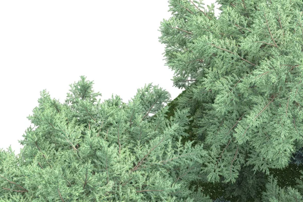 Forest isolated. Image useful for banners nd poster or photo manipulations. 3d rendering.