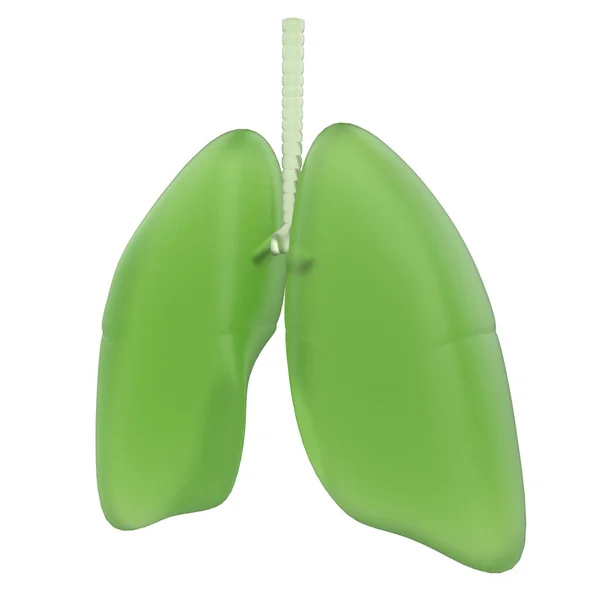 白い背景にある肺のヒトの臓器 — ストック写真