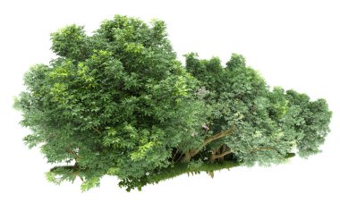 Beyaz arkaplanda izole edilmiş ağaçlar