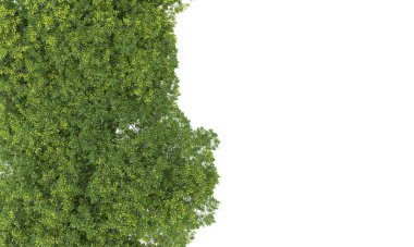 beyaz zemin üzerine yeşil ağaçlar