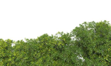 beyaz zemin üzerine yeşil ağaçlar