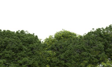 beyaz zemin üzerine yeşil ağaçlar