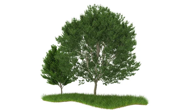 Trær Som Isolert Hvit Bakgrunn – stockfoto