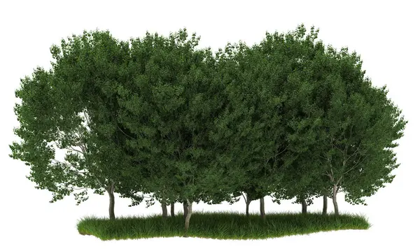 Деревья Изолированы Белом Фоне — стоковое фото