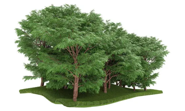 Bomen Geïsoleerd Witte Achtergrond — Stockfoto