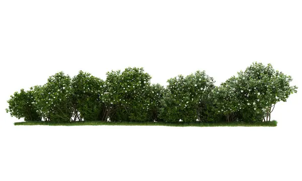 Árboles Aislados Sobre Fondo Blanco — Foto de Stock